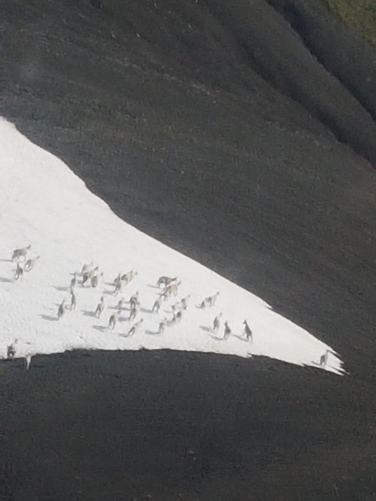 Band of Mountain Goats we spotted on a snowfield from our plane at Spatsizi today.