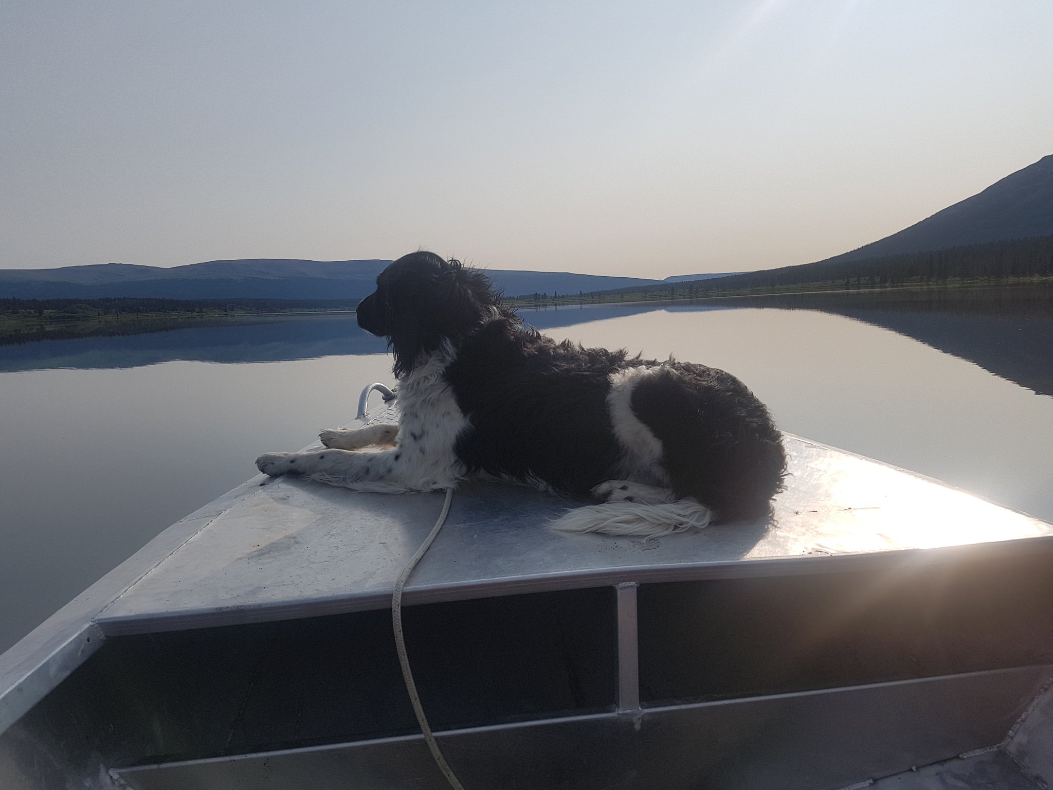 Setting out early morning at Spatsizi to chase Artic Grayling with Abby the Munsterlander in charge.